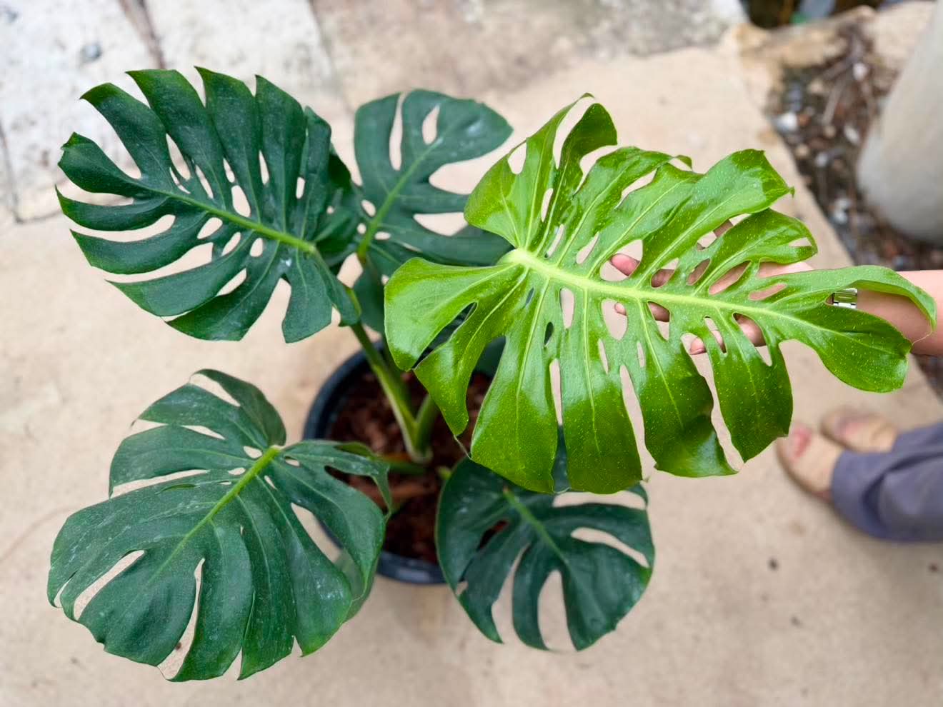 Monstera deliciosa no6 reserved for Aaron Michael Gonzales