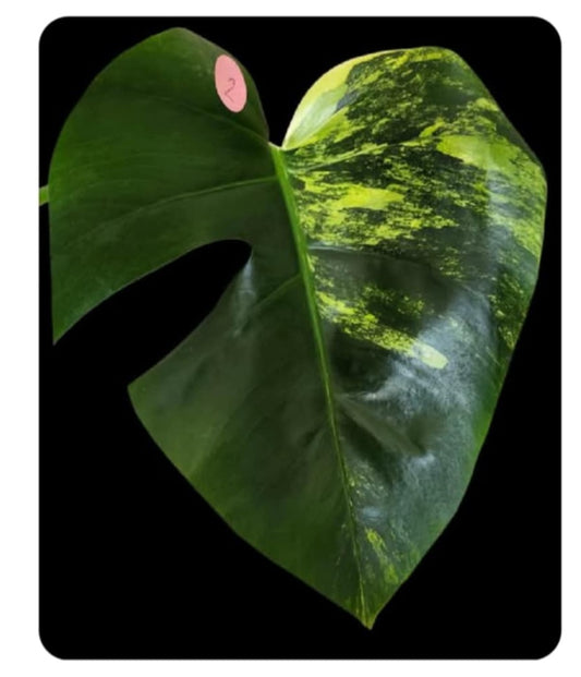 Monstera Aurea Mid Cut #2, #5- Reserved Tori Davis Warren