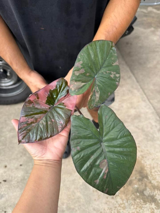 (3) Serendipity Pink (1) Homalomena reserved for Lauren Marshall