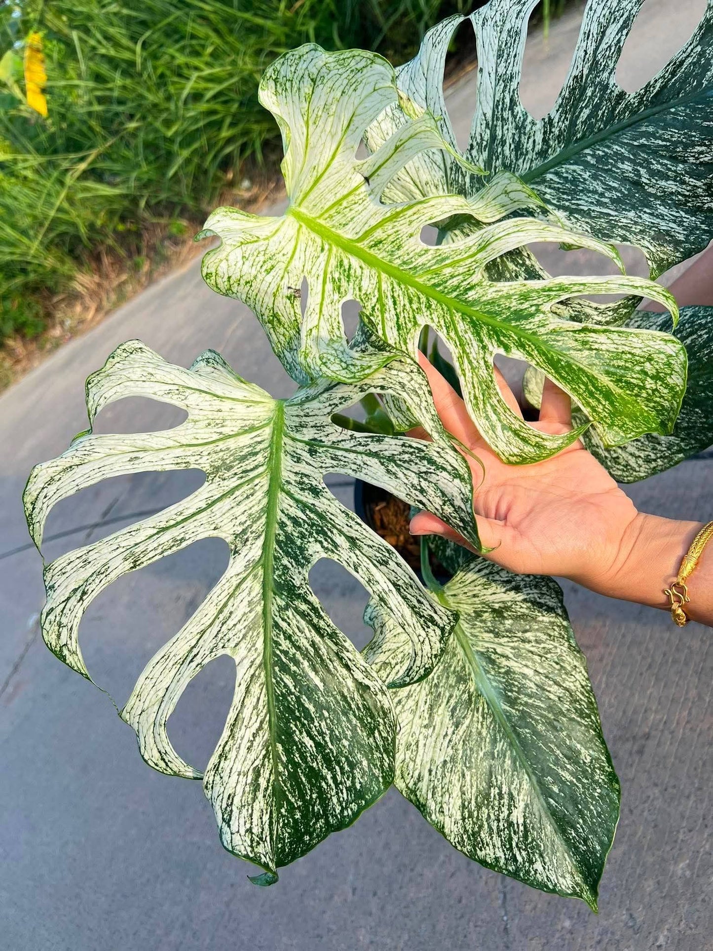 Monstera Devil+ int. Ship + 5% Klarna- Reserved Jerry Calacala