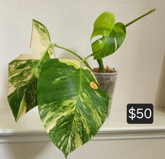 Monstera Aurea #6 & Monstera AU47- Reserved Danielle Alger
