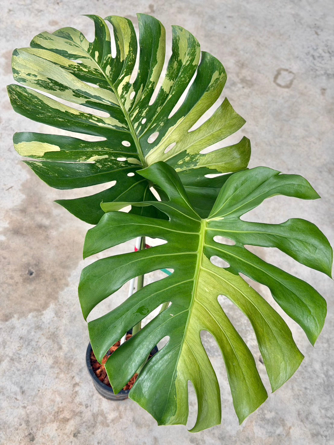Monstera Jade Dragon and masterpiece indo reserved for Zehn Tropical