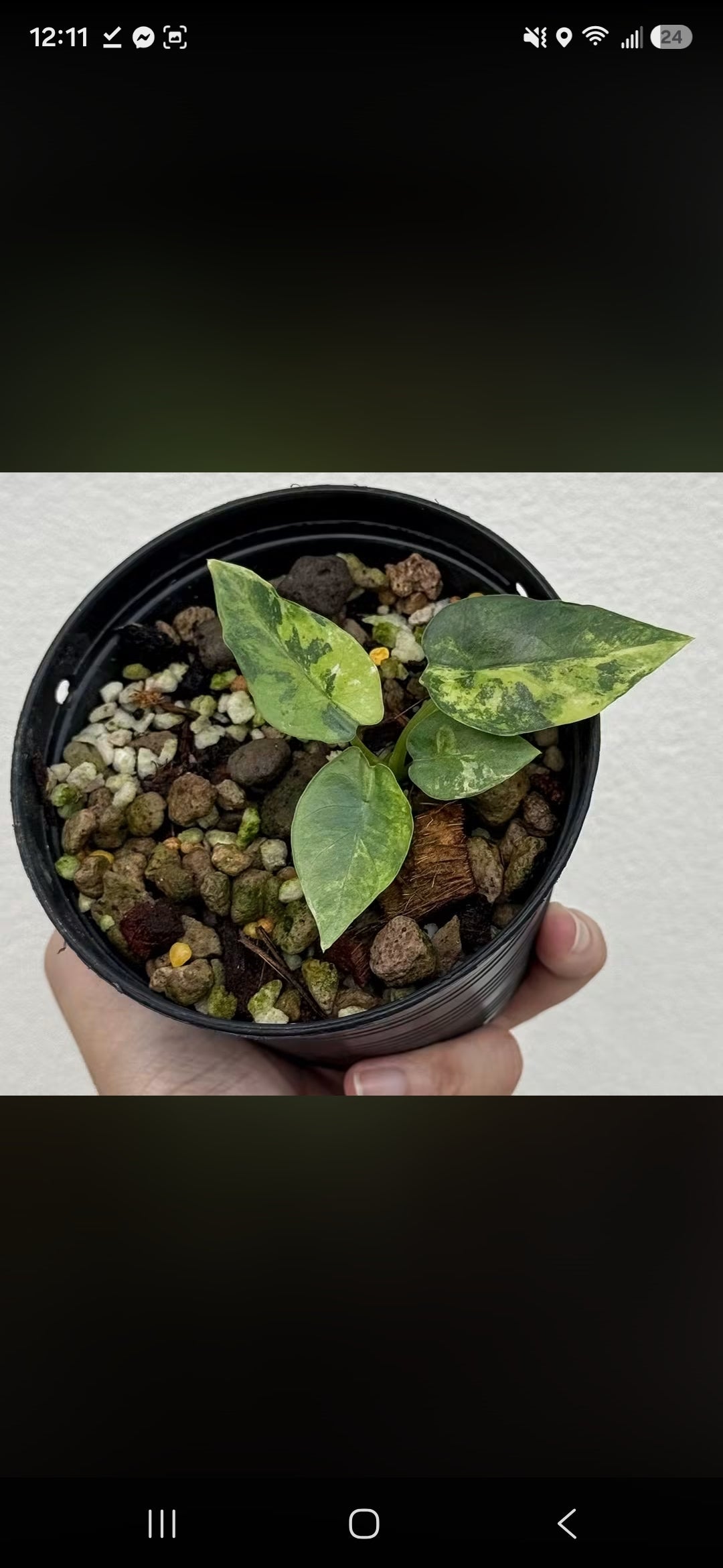 Alocasia Epi silver lime lava & reginae Aurea Reserved for Marrisa Locke
