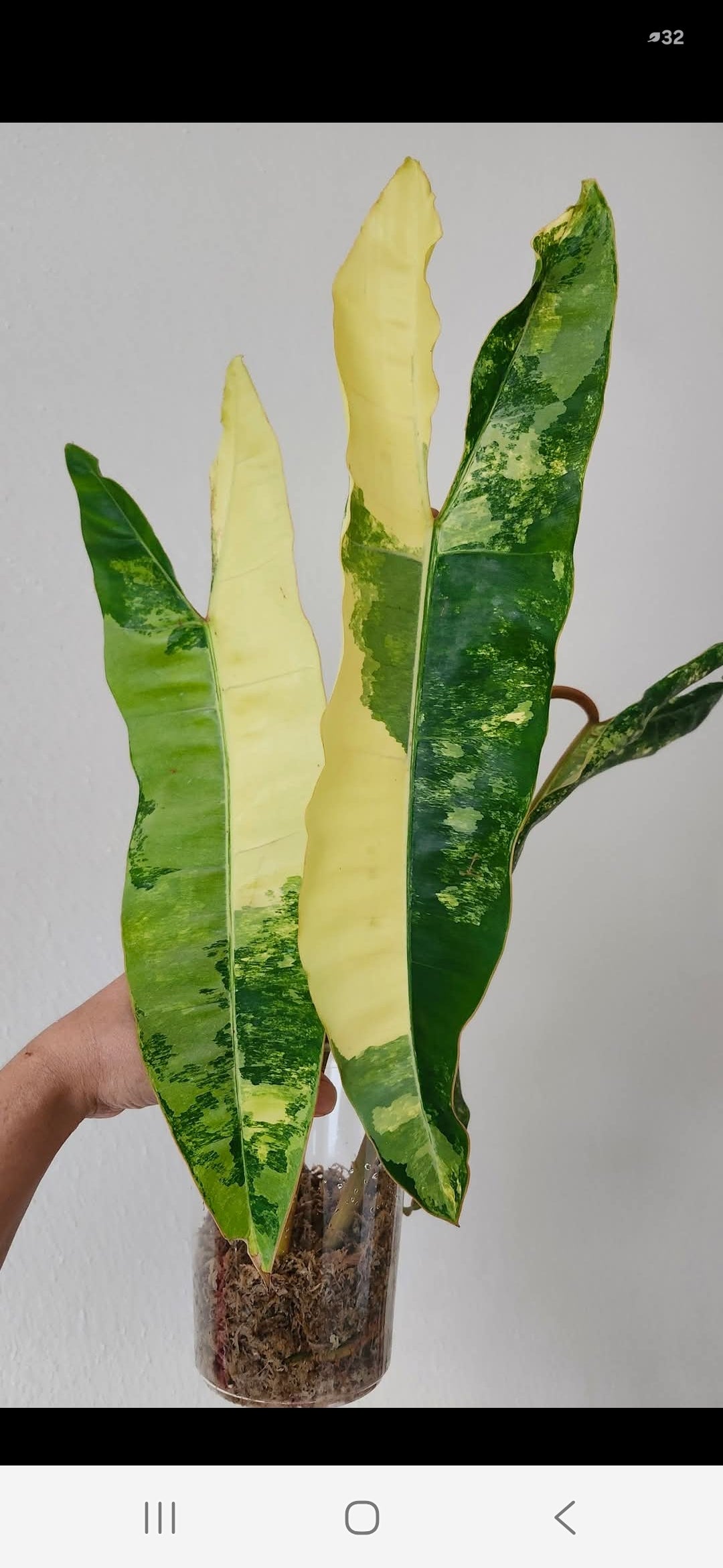 Billietae Variegated+ Klarna 5% - Reserved Lori Lucas
