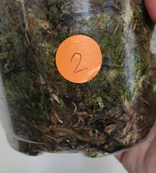 Monstera Full Mint #2 reserved for Meh Ruk