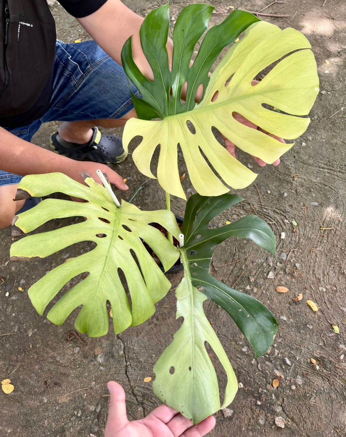 Monstera Blue Mint + International Shipping + 5% Pay in 4 - Reserved Tami Dunn