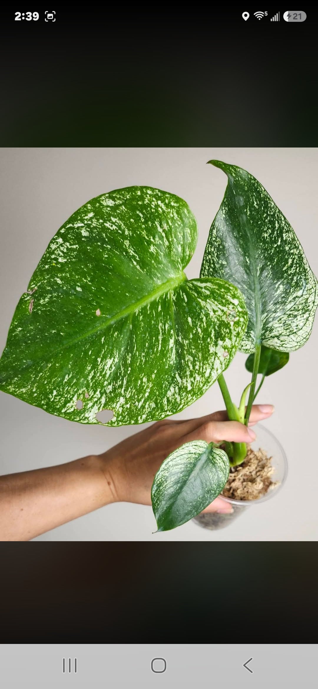Monstera Vietciosa, Medusa, Devil +5% Klarna- Reserved Marie Ligaya