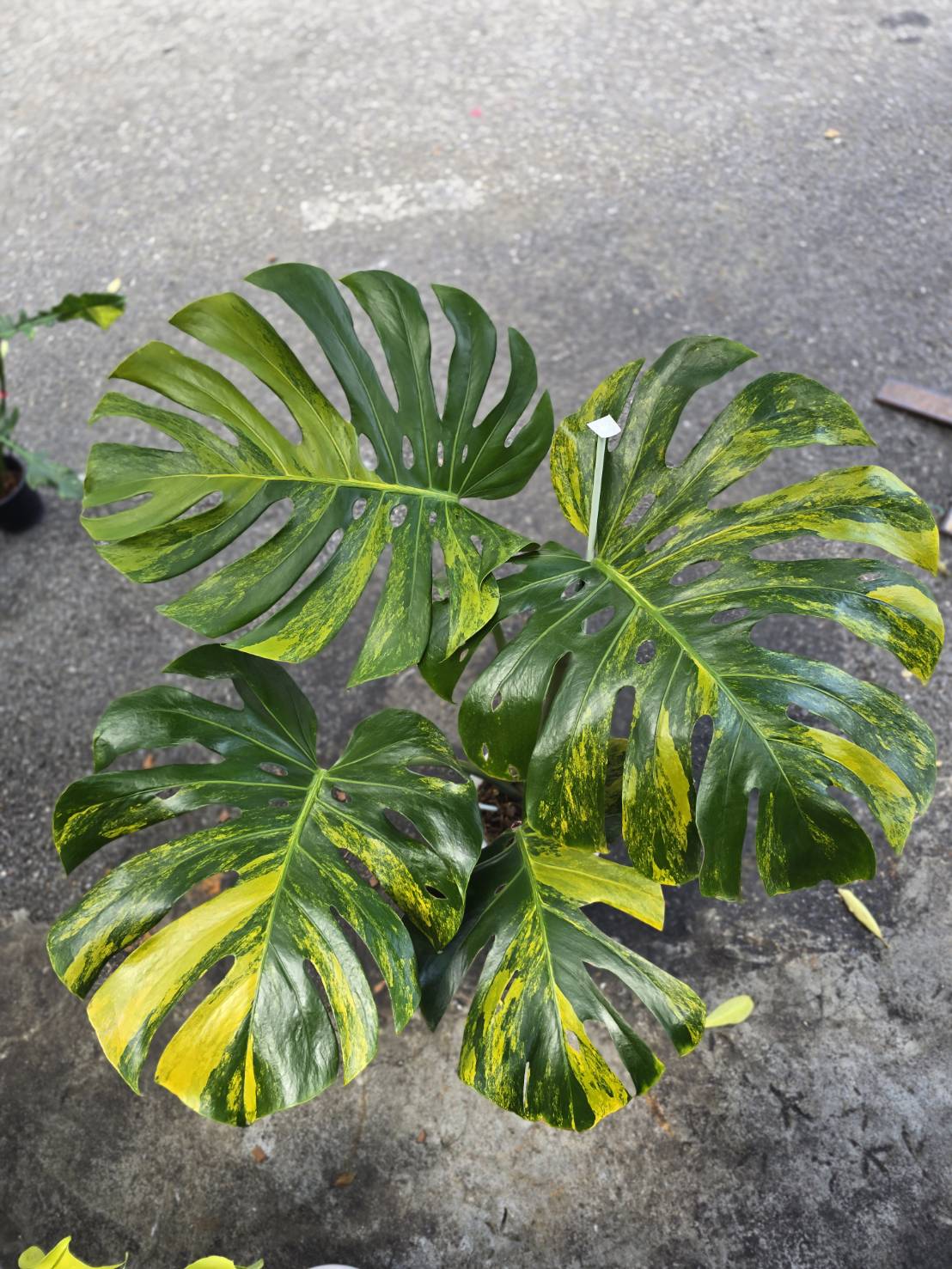 Monstera Orange Rusty reserved for Don Mattos-Robinson