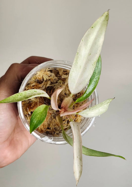 Monstera Electrolyte, Caramel Pink Berry- Reserved Sam Bivans