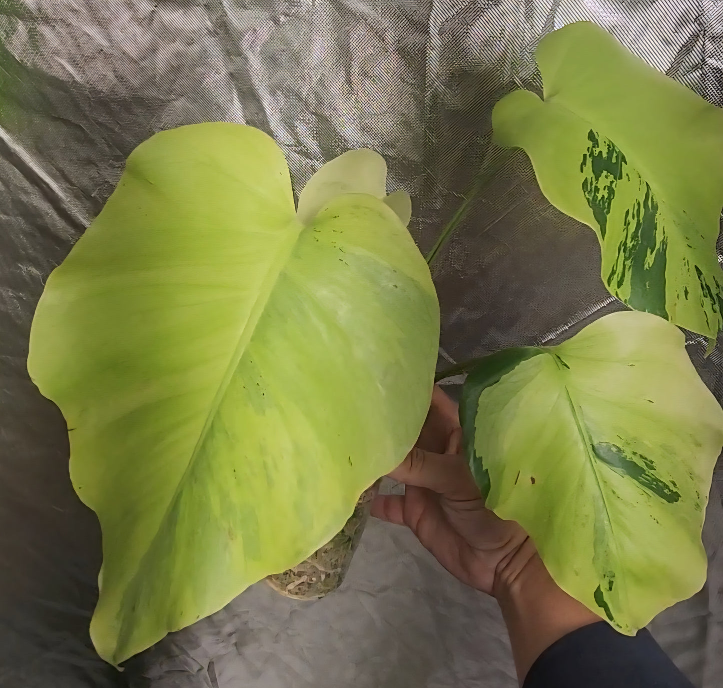 Monstera Light Lime reserved for Niwde Gniragag