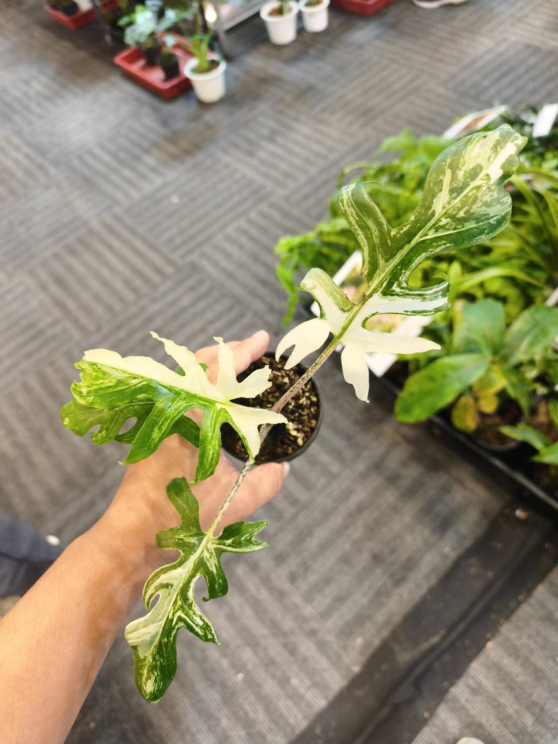 Alocasia brancifolia albo reserved for Marrisa Locke