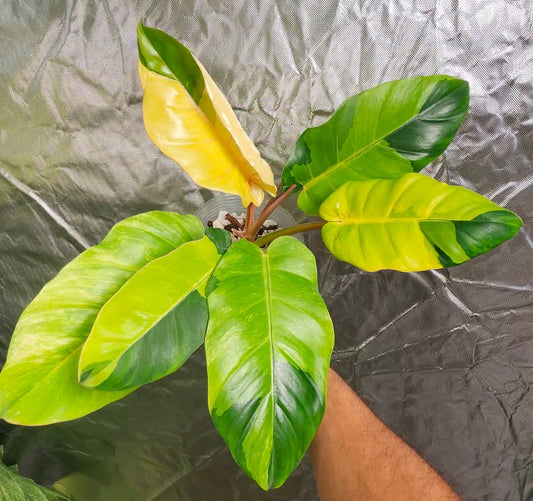 P. Jungle fever and P. Caramel Marble reserved for Jennifer Haustveit