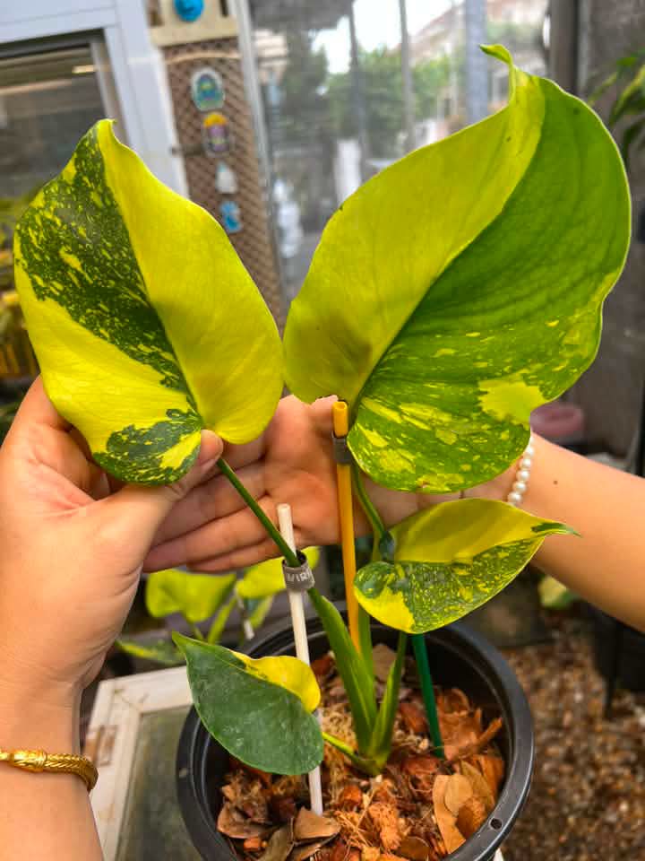 Monstera Electrolyte reserved for Niwde Gniragag
