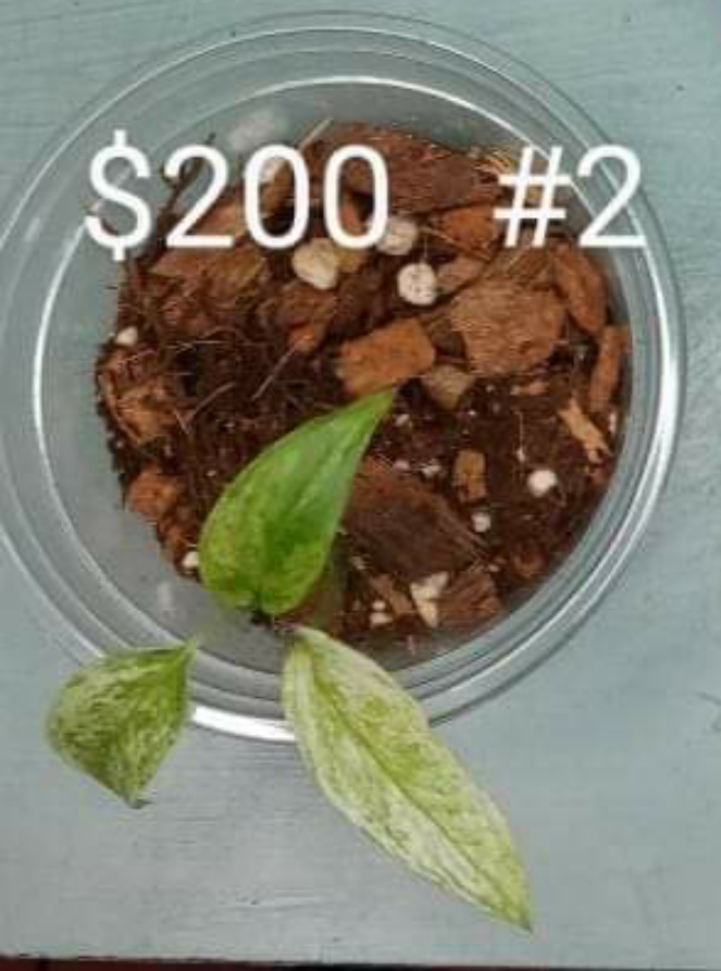 ANDASONII LANIATA MINT #2