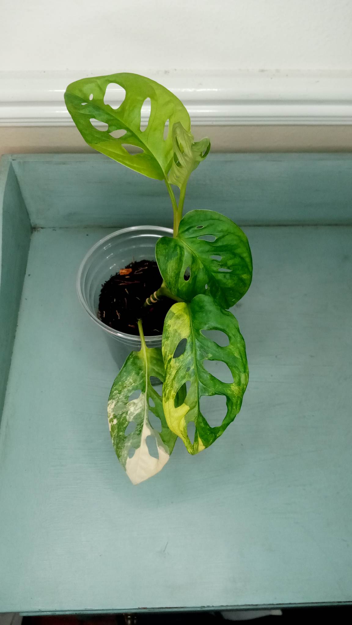 Mary Sweeney Adansonii Aurea