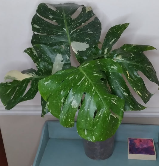 Monstera Thai Con