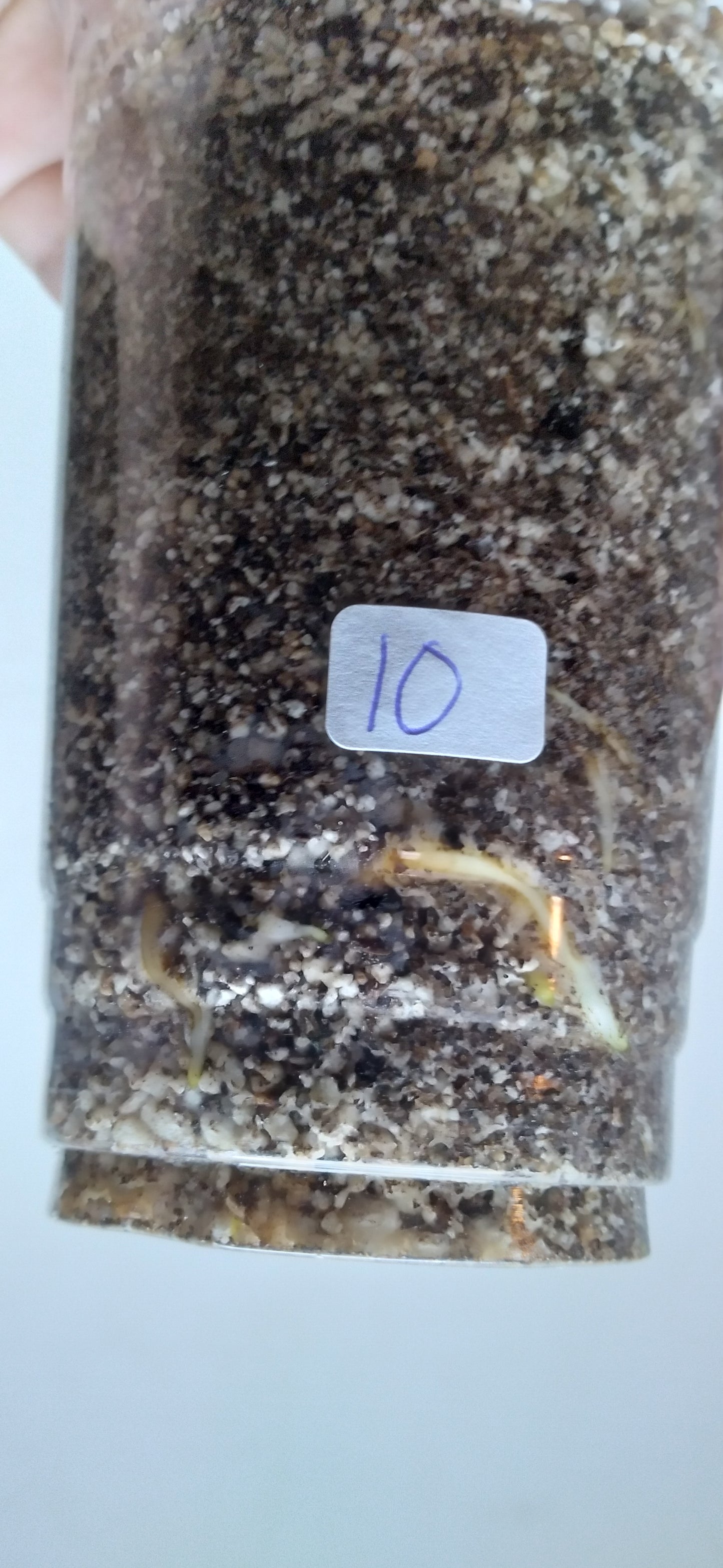 THAI CON #10