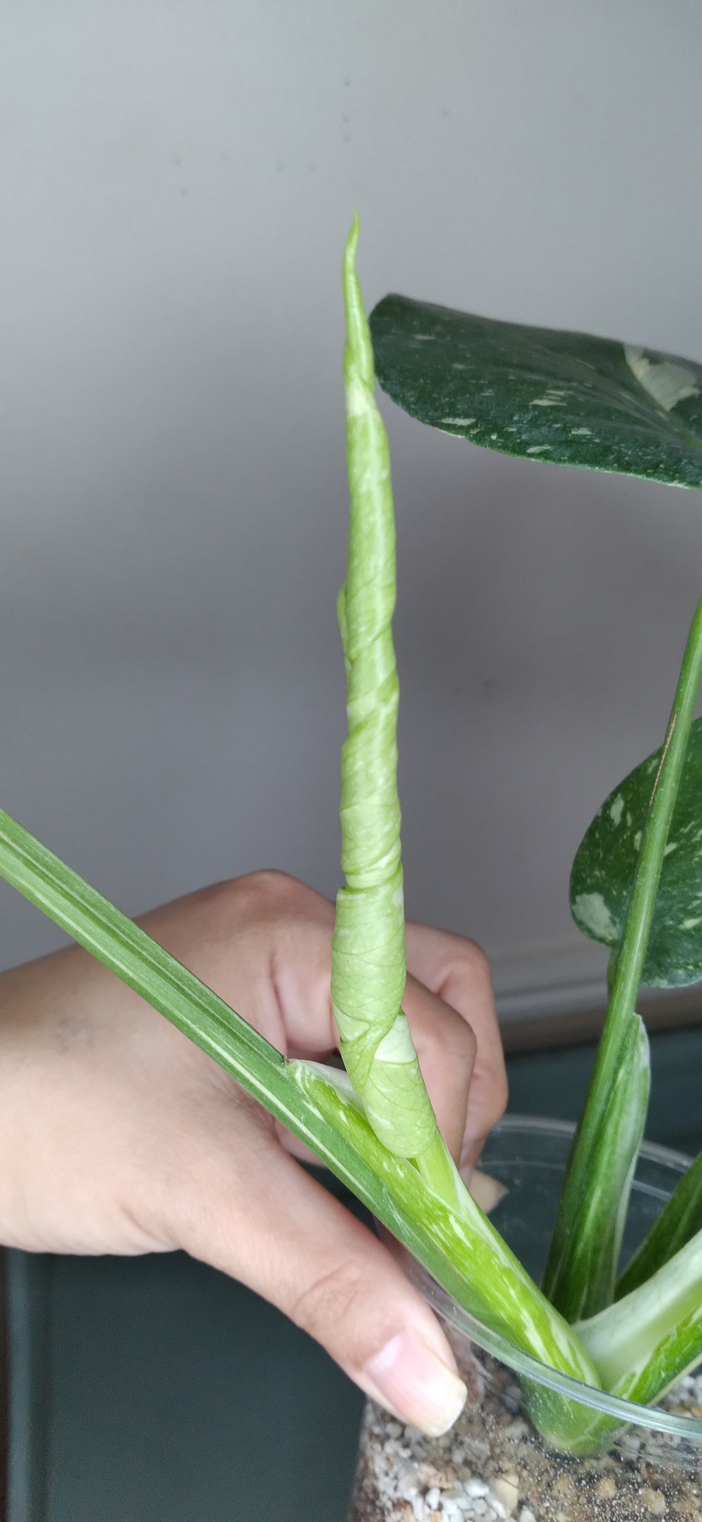 THAI CON #17
