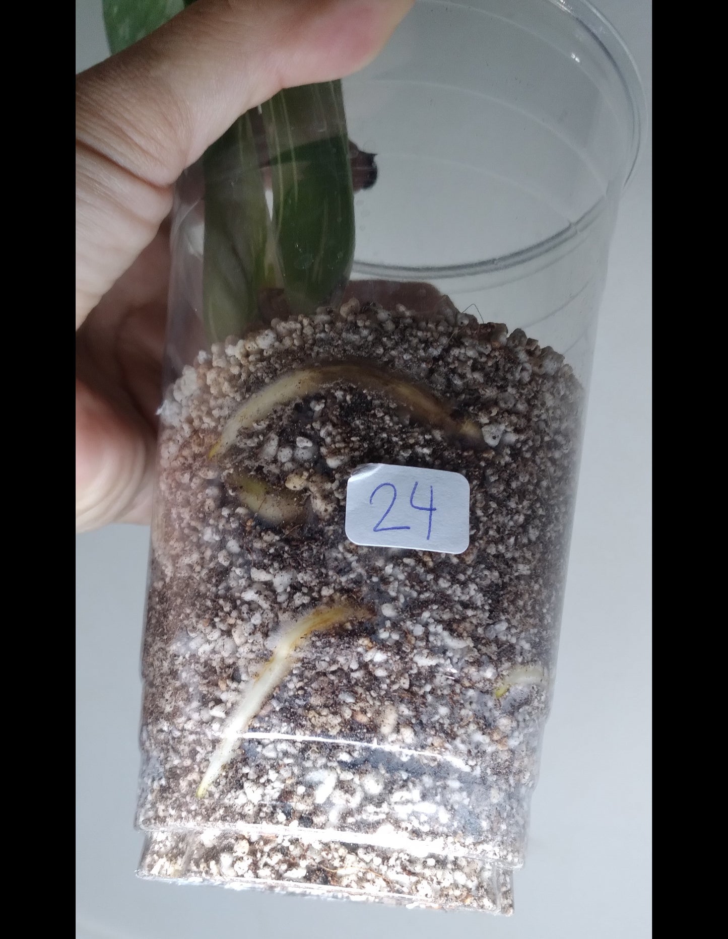 Kyshanna Frazier THAI CON #24 Three Leaf Albo -RESERVED-