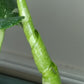 Kyshanna Frazier THAI CON #24 Three Leaf Albo -RESERVED-