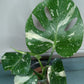Kyshanna Frazier THAI CON #24 Three Leaf Albo -RESERVED-
