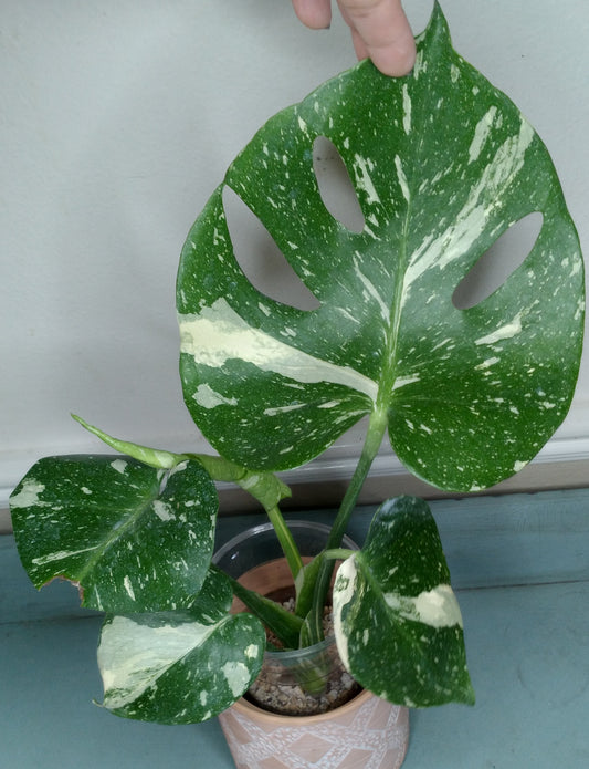 Kyshanna Frazier THAI CON #24 Three Leaf Albo -RESERVED-