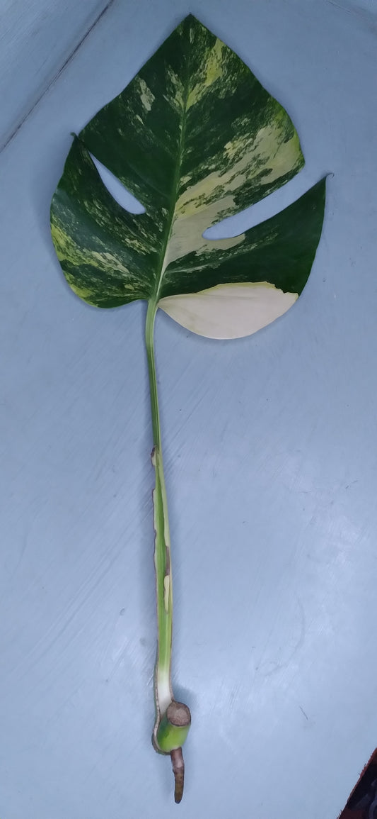 Monstera Aurea Auction-Winner Sophia Lynn-