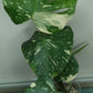 Monstera Thai Con T21