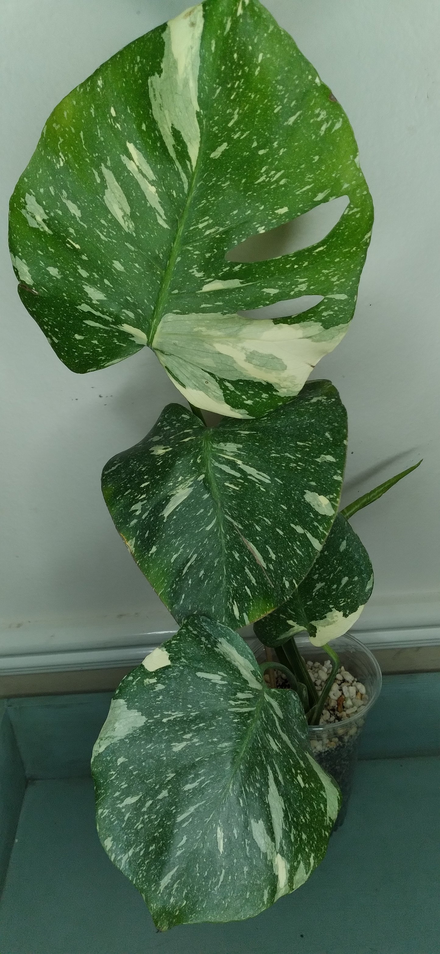 Monstera Thai Con T21