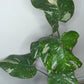 Monstera Thai Con T22