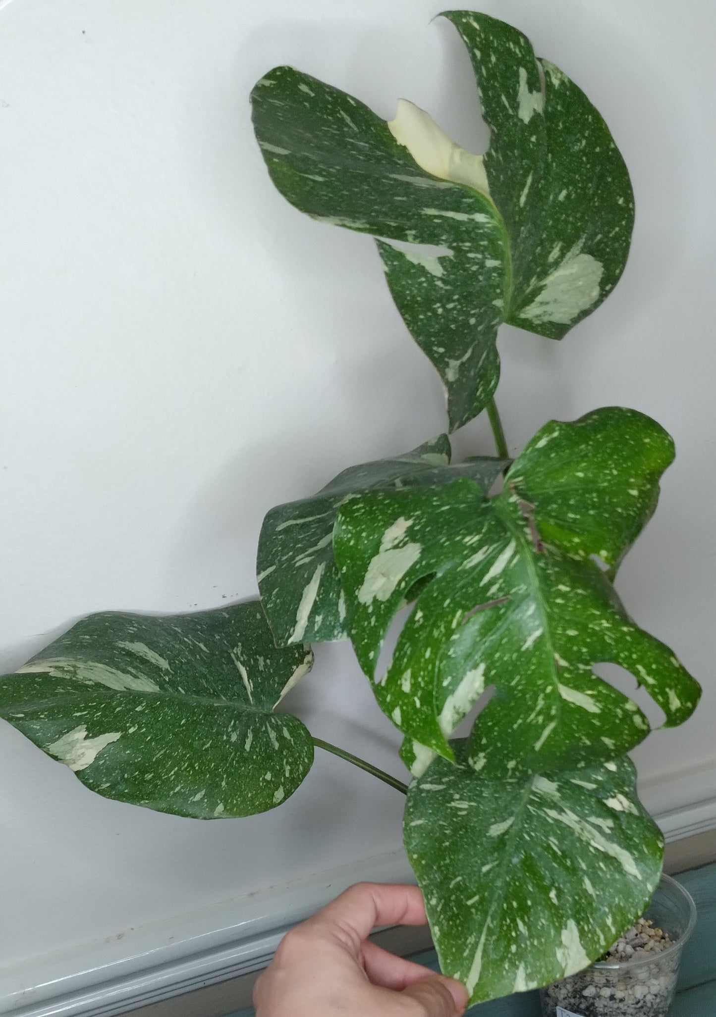 Monstera Thai Con T22