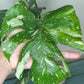 Monstera Thai Con T22