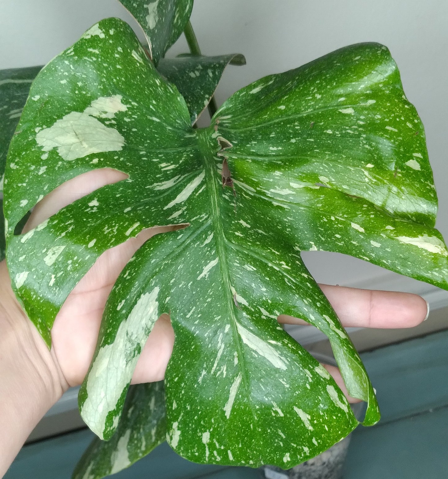 Monstera Thai Con T22