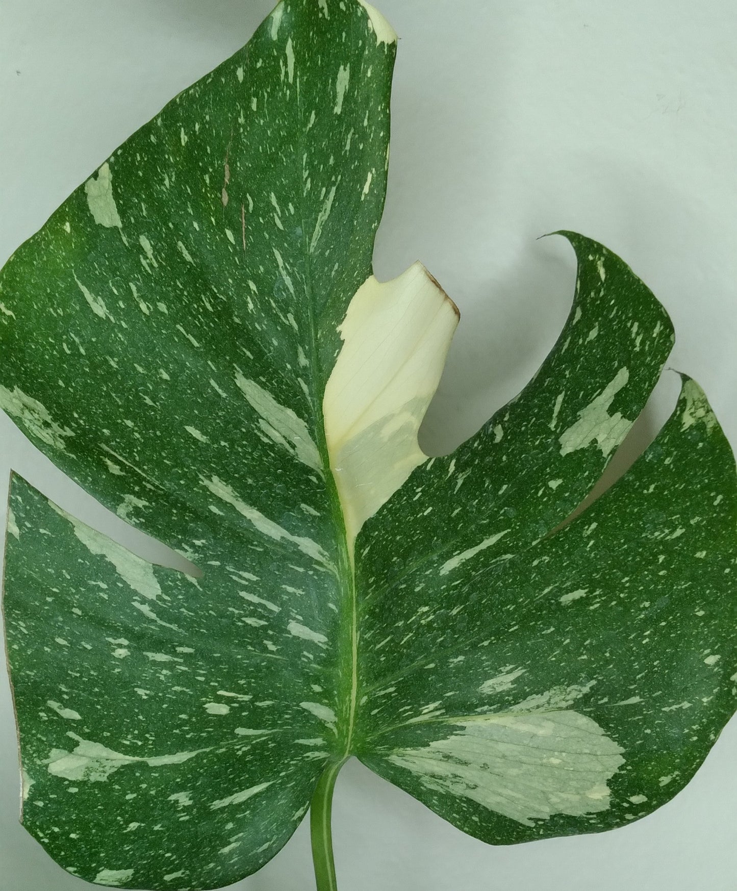 Monstera Thai Con T22