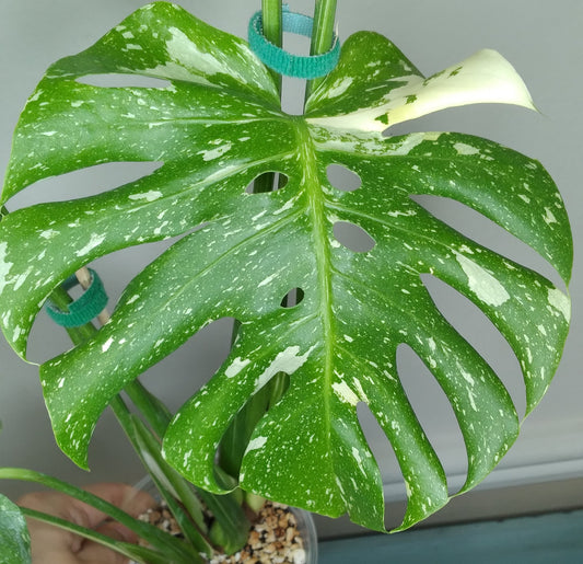 Monstera Thai Con T23