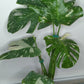 Monstera Thai Con T23