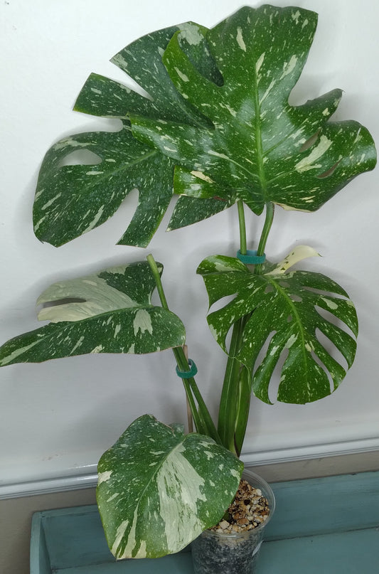 Monstera Thai Con T23