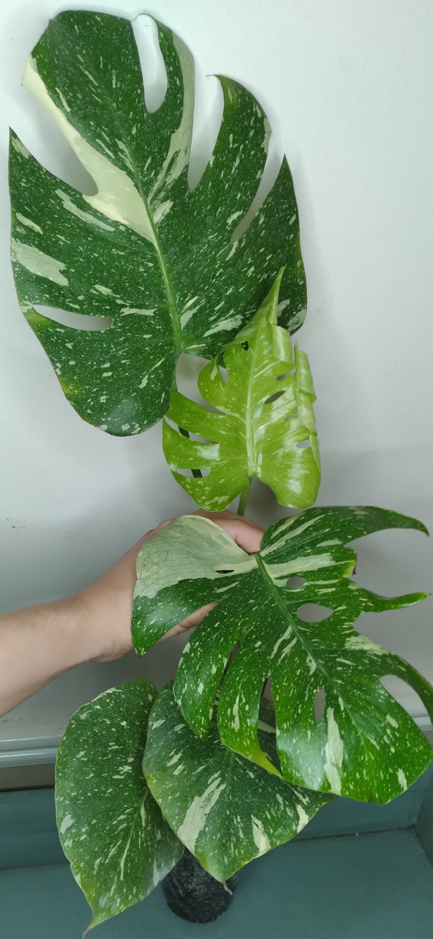 Monstera Thai Con T24