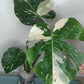 Monstera Thai Con T25