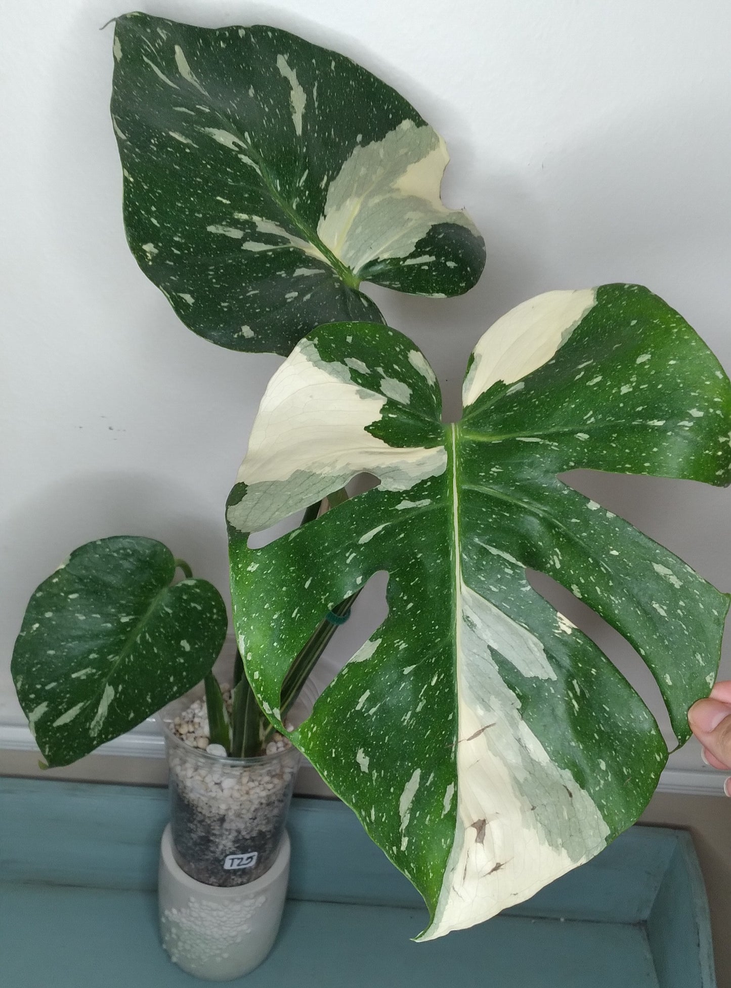 Monstera Thai Con T25