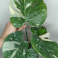 Monstera Thai Con T26