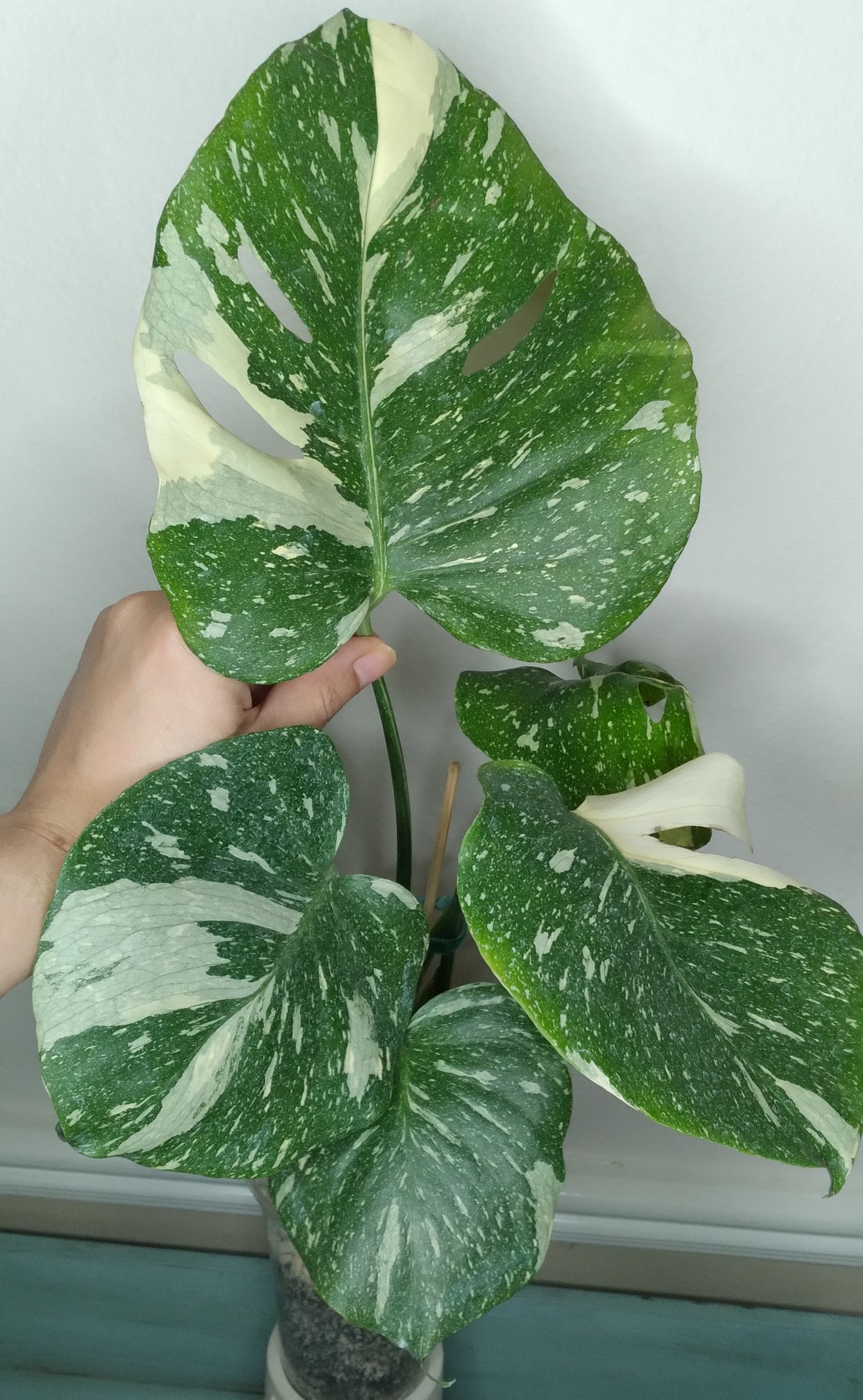 Monstera Thai Con T26