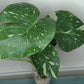 Monstera Thai Con T27