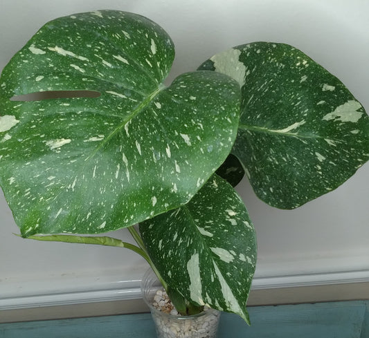 Monstera Thai Con T27