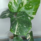 Monstera Thai Con T28