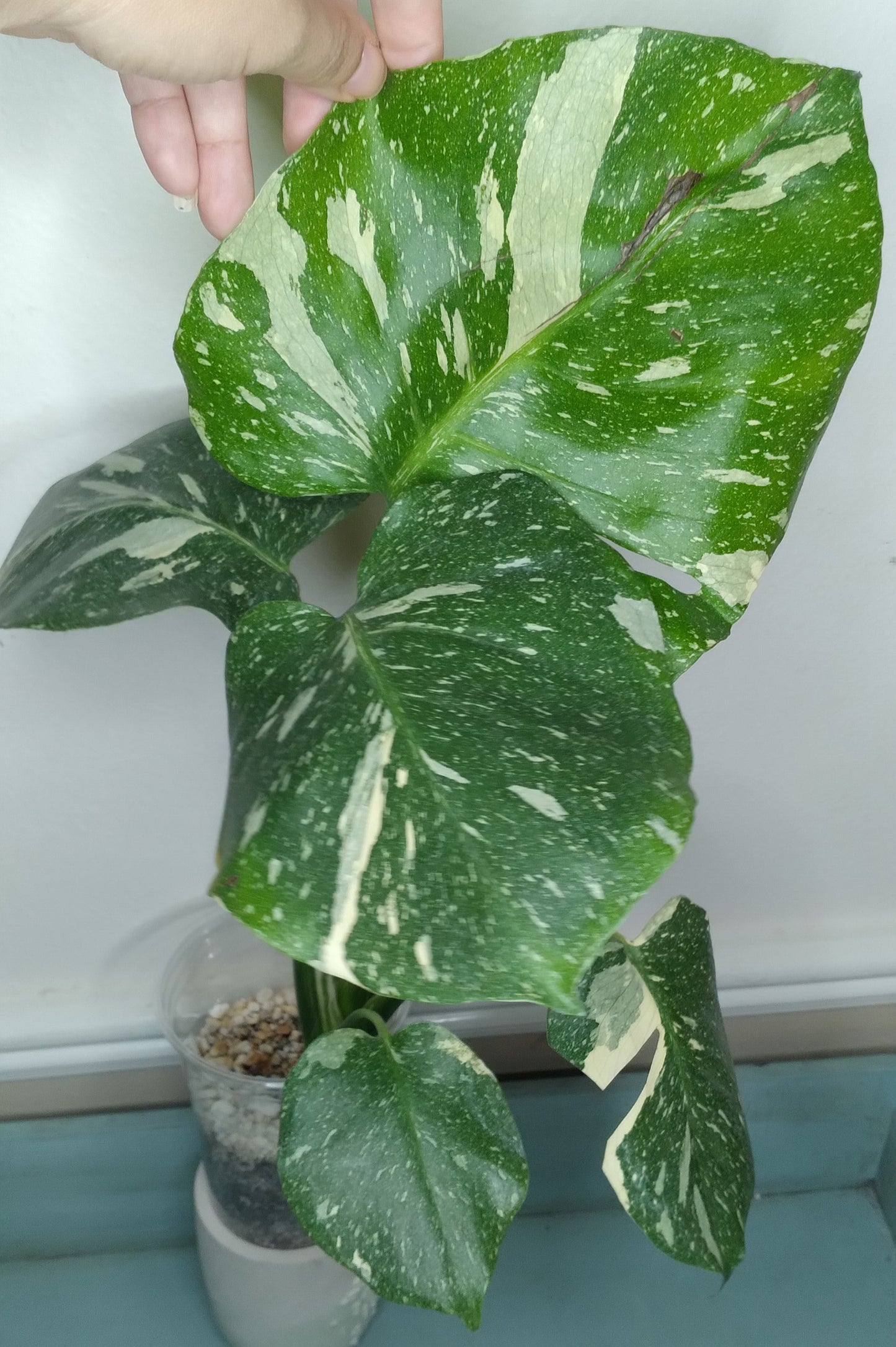 Monstera Thai Con T28