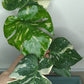 Monstera Thai Con T29