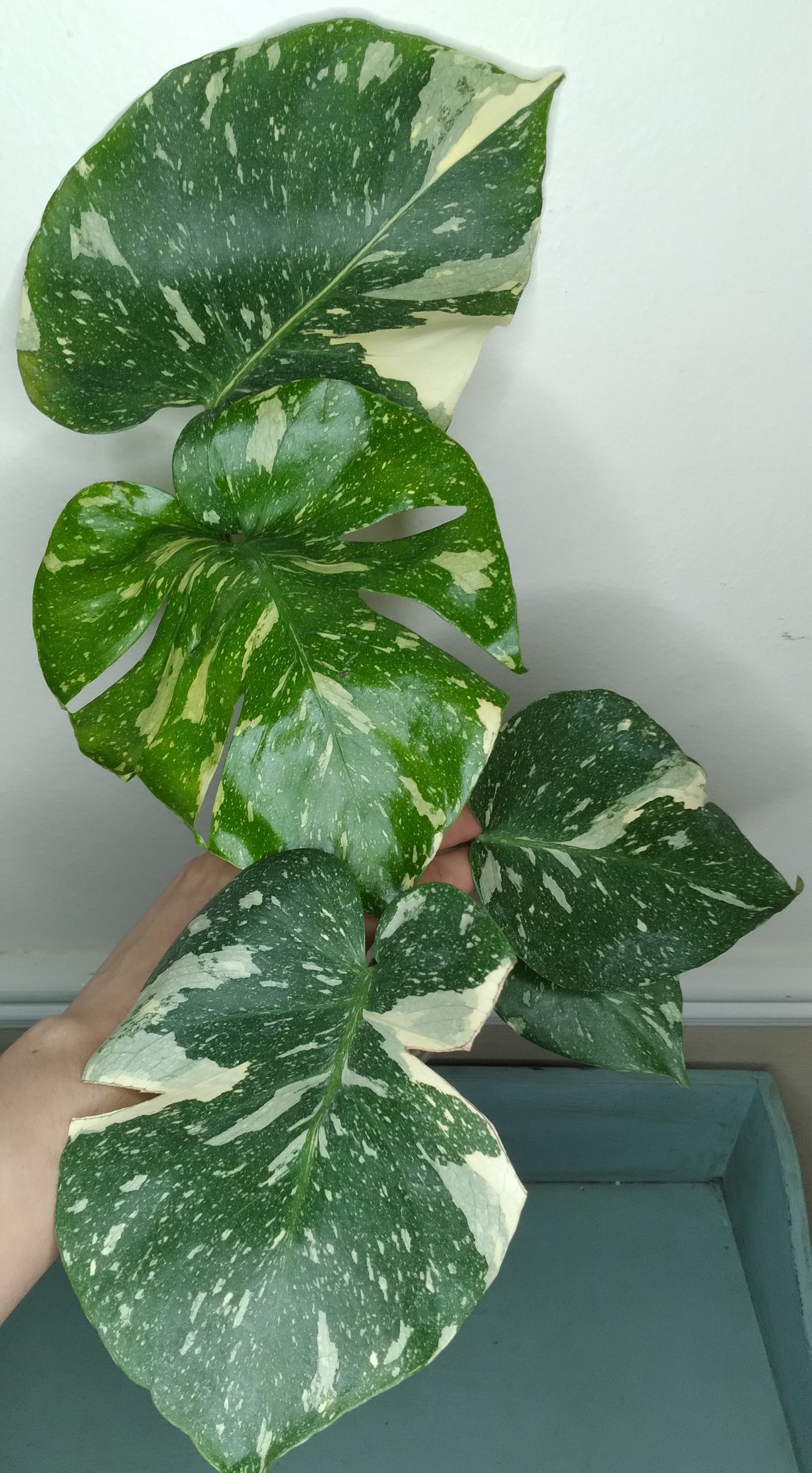 Monstera Thai Con T29