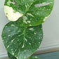 Monstera Thai Con T30