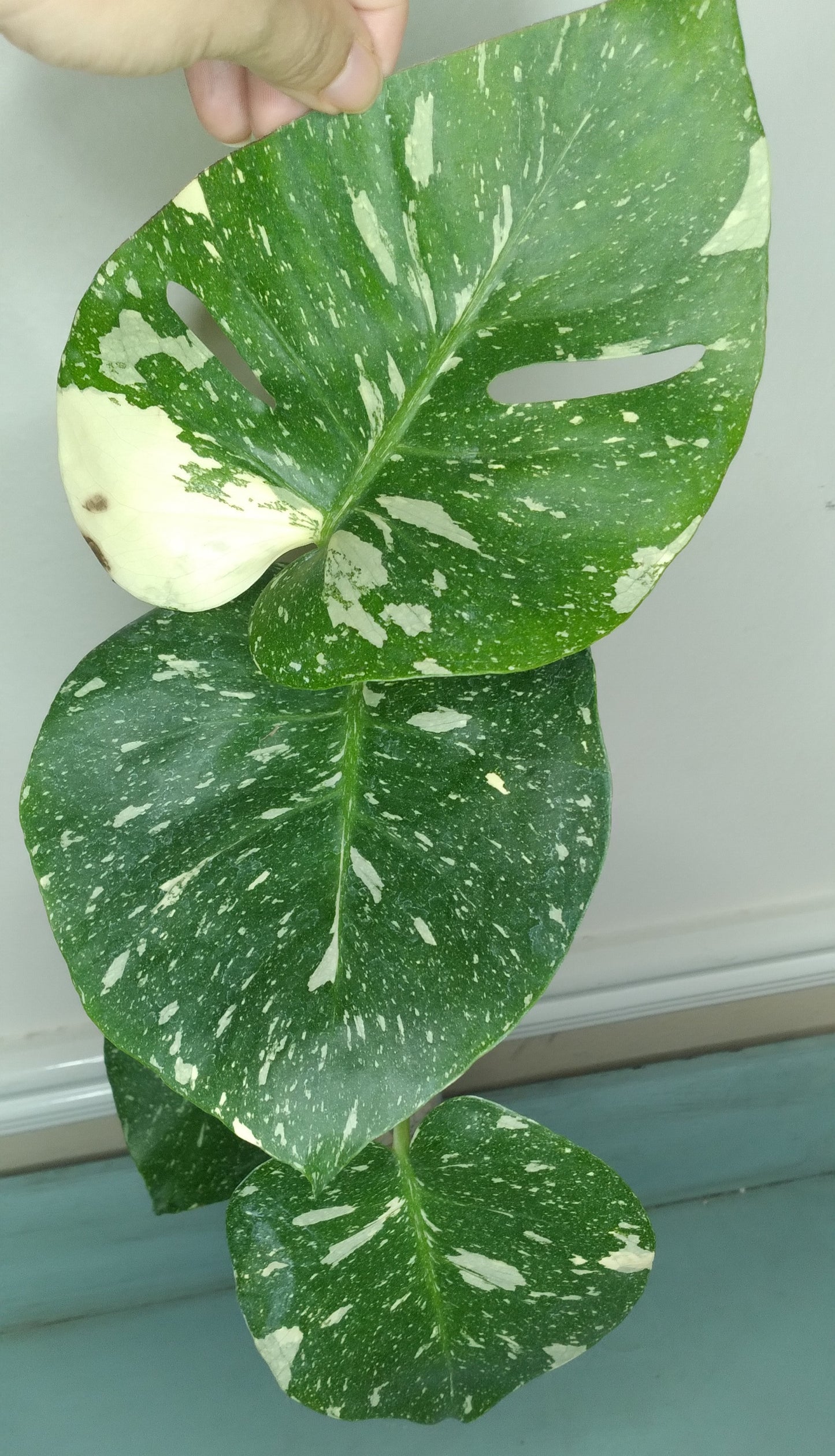 Monstera Thai Con T30